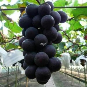 Bibit Anggur Tanpa Biji Tanaman Buah Black Jumbo Kolaka Timur