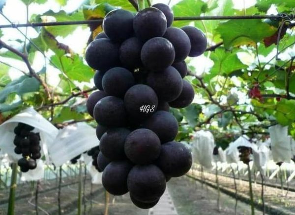 Bibit Anggur Tanpa Biji Tanaman Buah Black Jumbo Kolaka Timur