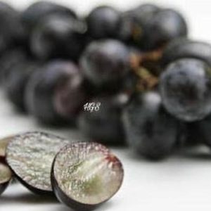 Bibit Anggur Tanpa Biji Tanaman Buah Black Jumbo Kubu Raya
