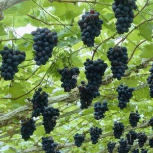 Bibit Anggur Tanpa Biji Tanaman Buah Black Jumbo Minahasa