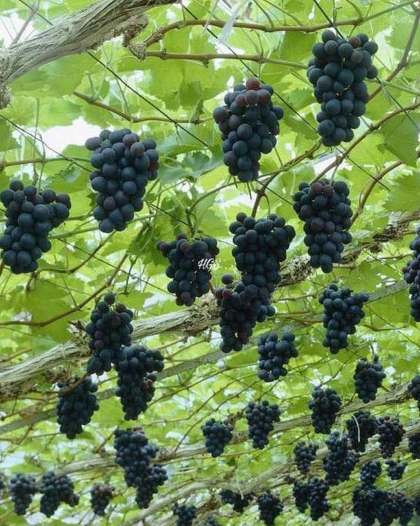 Bibit Anggur Tanpa Biji Tanaman Buah Black Jumbo Minahasa