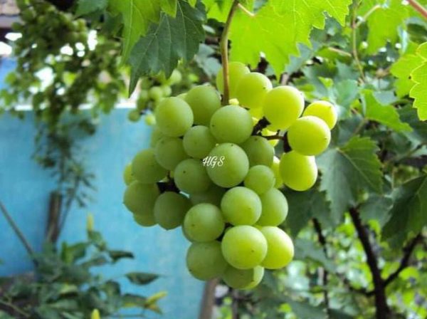 Bibit Anggur Tanpa Biji Tanaman Buah Green Jumbo Nias Utara