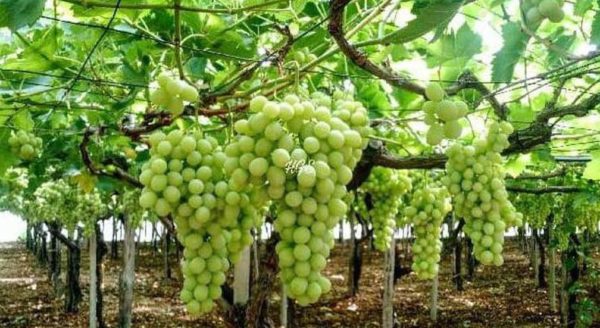 Bibit Anggur Tanpa Biji Tanaman Buah Green Jumbo Pontianak