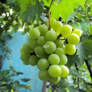 Bibit Anggur Tanpa Biji Unggul Tanaman Buah Green Jumbo Super Banggai