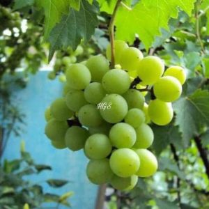 Bibit Anggur Tanpa Biji Unggul Tanaman Buah Green Jumbo Super Jayapura