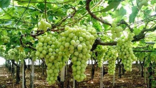 Bibit Anggur Tanpa Biji Unggul Tanaman Buah Green Jumbo Super Tidore Kepulauan