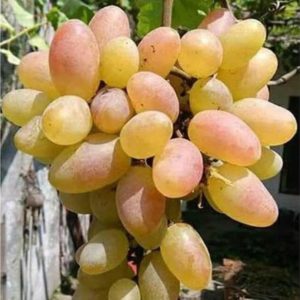 Bibit Anggur Trans Buah Transfiguration Varietas Import Siap Tanam Muko