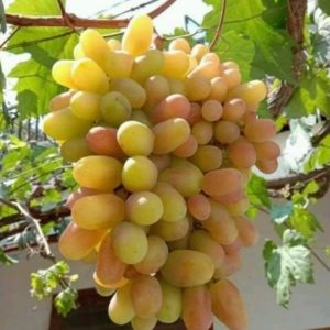 Bibit Anggur Trans Buah Transfiguration Varietas Import Siap Tanam