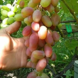 Bibit Anggur Trans Import Original Unggul Berkualitas Boyolali