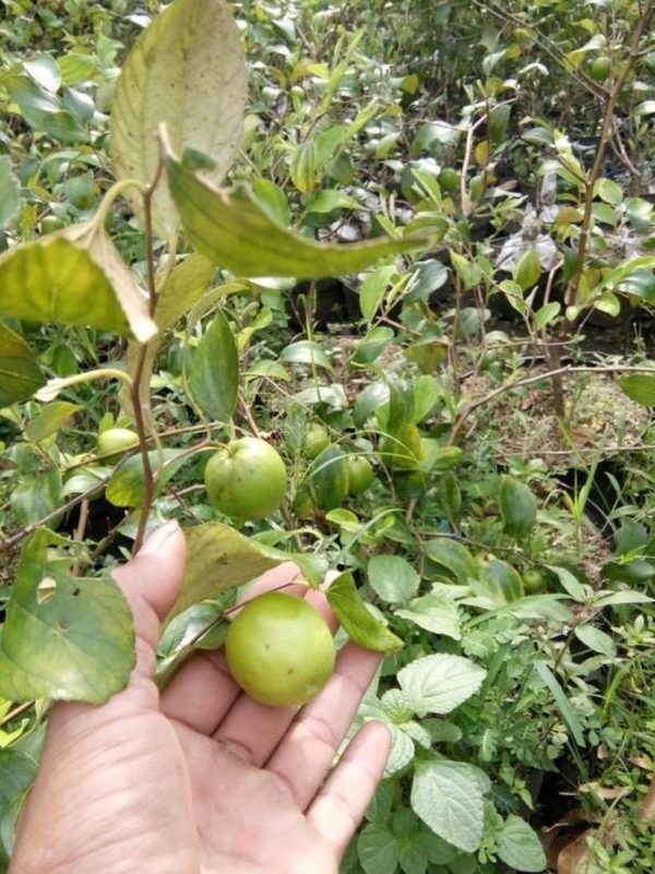 Bibit Apel Futsa Berbuah Tanaman India Lapak Terbaik Bangli