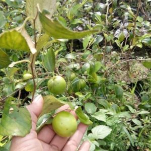 Bibit Apel Futsa Berbuah Tanaman India Manado
