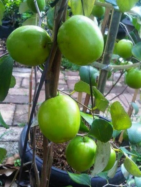 Bibit Apel India Tanaman Buah Putsa Labuhanbatu Utara