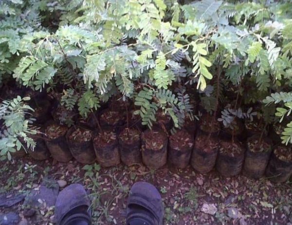 Bibit Asam Jawa Buah Tanaman Pohon Asem Ngawi