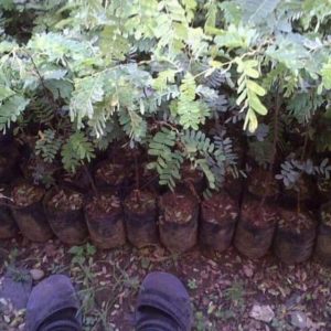 Bibit Asam Jawa Cod Buah Tanaman Pohon Asem Mamberamo Tengah