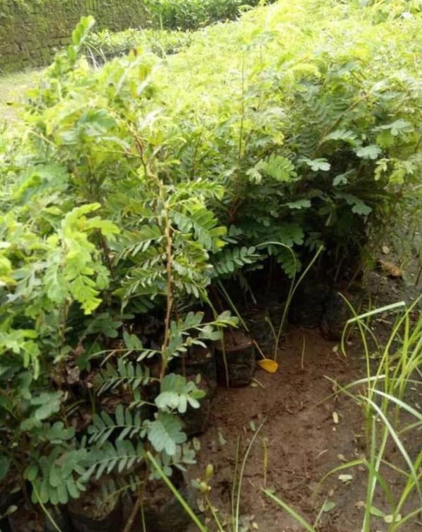 Bibit Asam Jawa Super Tanaman Pohon Asem Jawi Hidup Batam