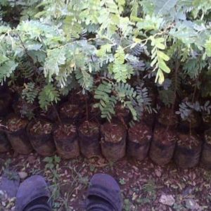 Bibit Asam Jawa Super Tanaman Pohon Asem Jawi Hidup Jakarta Barat
