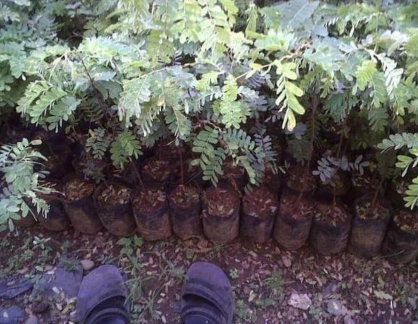 Bibit Asam Jawa Tanaman Pohon Asem Jawi Murung Raya