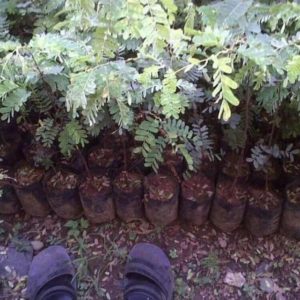 Bibit Asam Jawa Tanaman Pohon Asem Jawi Paser
