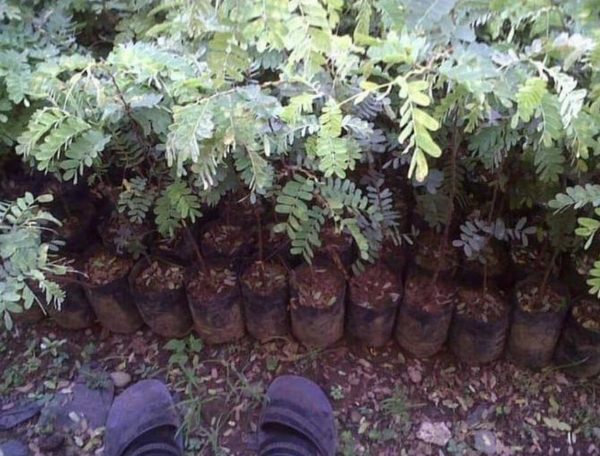 Bibit Asam Jawa Terkini Tanaman Pohon Asem Jawi Morowali