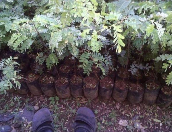 Bibit Asam Jawa Terlaris Tanaman Pohon Asem Jawi Samosir