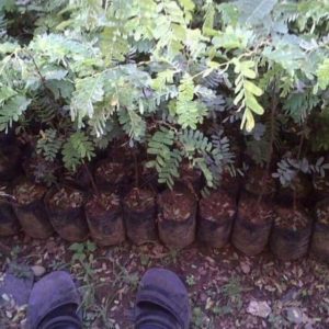 Bibit Asem Jawa Buah Tanaman Pohon Asam Pidie Jaya