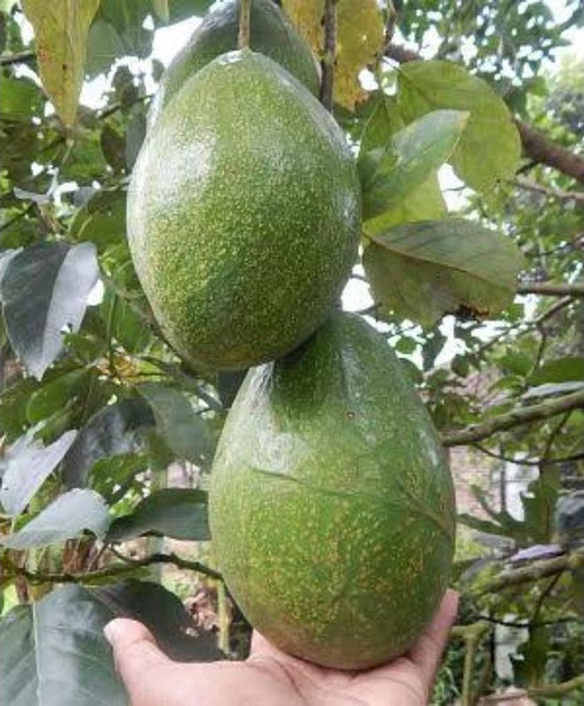 Gambar Produk bibit buah alpukat hawai genjah Tapanuli Tengah