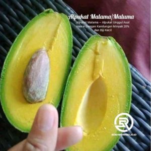 bibit buah alpukat malama maluma original 70 cm hawai biji kecil Padang Panjang