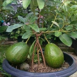 bibit buah alpukat markus hawaii jumbo kendil Nagan Raya