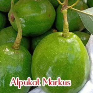 bibit buah alpukat markus valid Pakpak Bharat