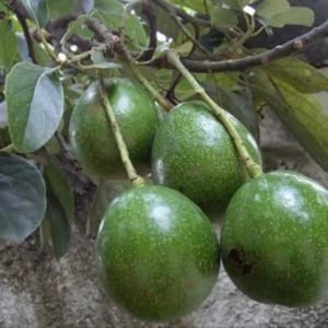 bibit buah alpukat miki depok tanaman Jayawijaya