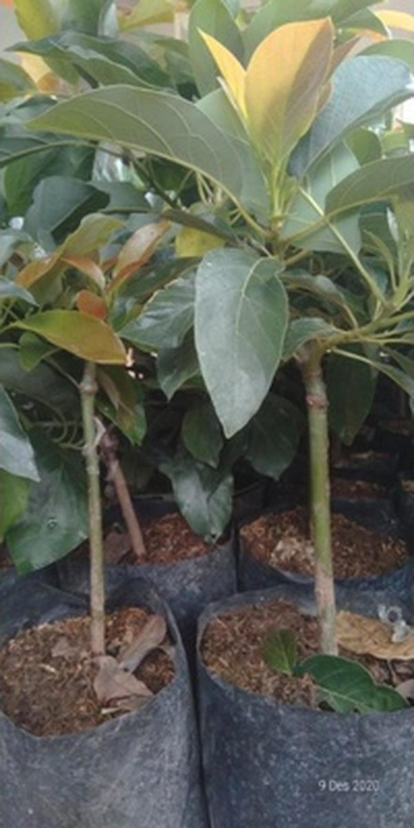 bibit buah alpukat miki super hasil okulasi Bangkalan