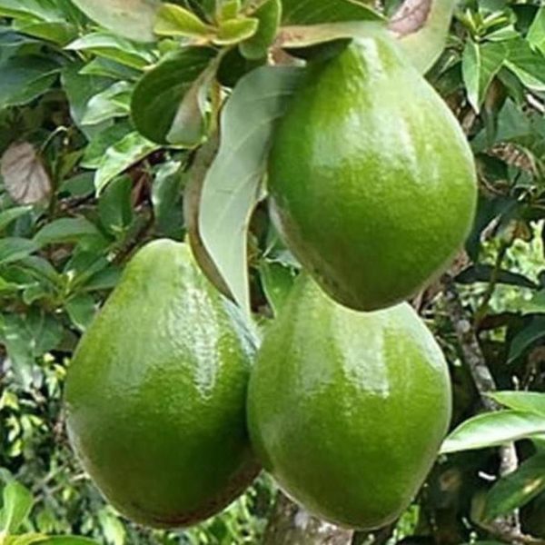 bibit buah alpukat miki tanaman hidup bergaransi s le Bengkulu Utara