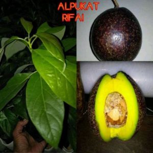 bibit buah alpukat rifai ri Ambon