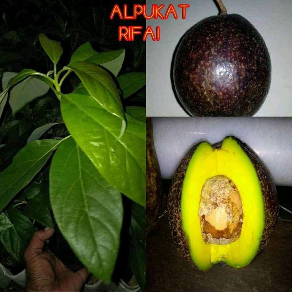Gambar Produk bibit buah alpukat rifai ri Ambon