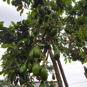 bibit buah alpukat siger sibatu Bojonegoro