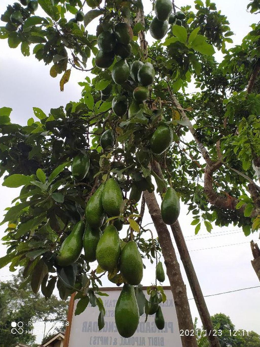 Gambar Produk bibit buah alpukat siger sibatu Bojonegoro