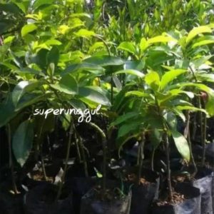 bibit buah alpukat yamagata Halmahera Barat
