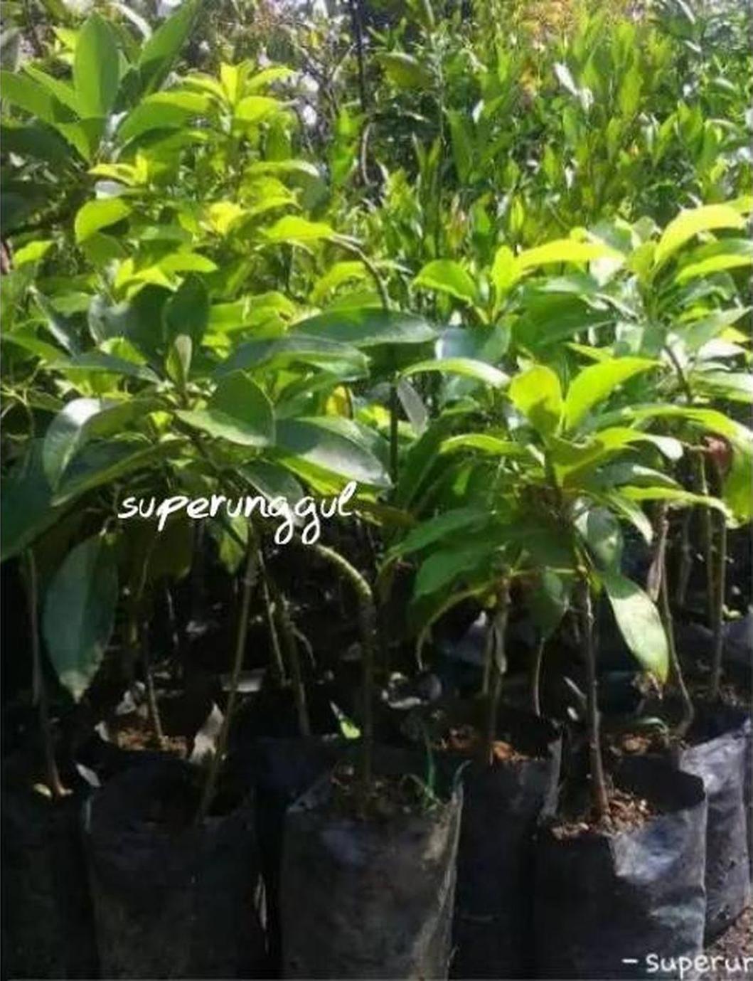 Gambar Produk bibit buah alpukat yamagata Halmahera Barat