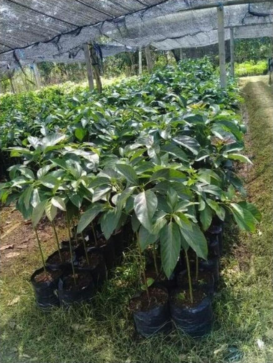 Gambar Produk bibit buah alpukat yamagata Lampung Tengah