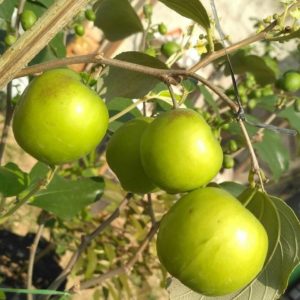 Bibit Buah Apel India Putsa - Tanaman Hidup Sudah Berbunga Lamandau