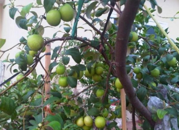 Bibit Buah Apel Pohon Putsa Atau India Padang Lawas Utara