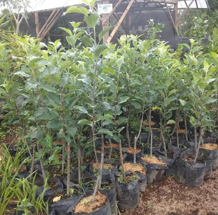 Gambar Produk Bibit Buah Apel Tanaman Fuji Siap Berbunga Dan Berbuah - Agrotani Manggarai Timur