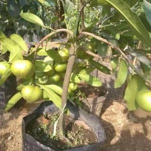 bibit buah Bibit Buah Black Sapote Harga Termuraah Giant Jumbo Sambung PucukOkulasi Dari Pohon Yang Sudah Berbua Sumba Tengah