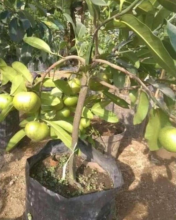 bibit buah Bibit Buah Black Sapote Harga Termuraah Giant Jumbo Sambung PucukOkulasi Dari Pohon Yang Sudah Berbua Sumba Tengah
