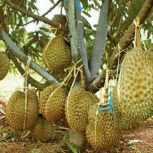 bibit buah Bibit Buah Buahan Durian Bawor - Bibti Super Unggul Mojokerto