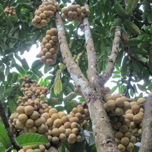 bibit buah Bibit Buah Duku Tanaman Palembang - Activ Agrotani Tanah bumbu