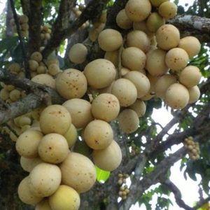 bibit buah Bibit Buah Duku Tanaman Palembang Asli Sijunjung