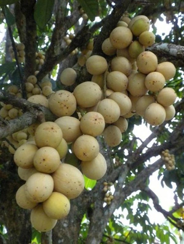 bibit buah Bibit Buah Duku Tanaman Palembang Asli Sijunjung
