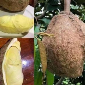 bibit buah Bibit Buah Durian Gundul Model Terkini Serba Murah Asli Ready Stock Kepulauan Aru