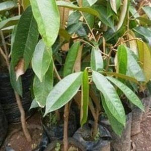 bibit buah Bibit Buah Durian Gundul Terbaru Unggulecer Tanaman Morowali
